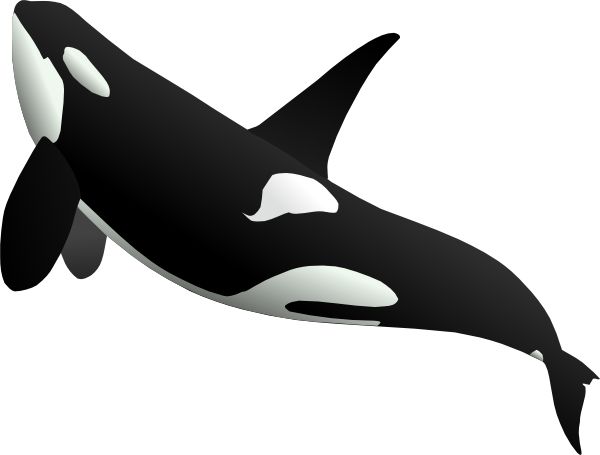 虎鲸 PNG透明背景免抠图元素 16图库网编号:71262