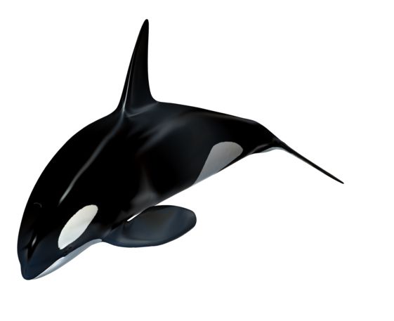 虎鲸 PNG透明背景免抠图元素 16图库网编号:71267