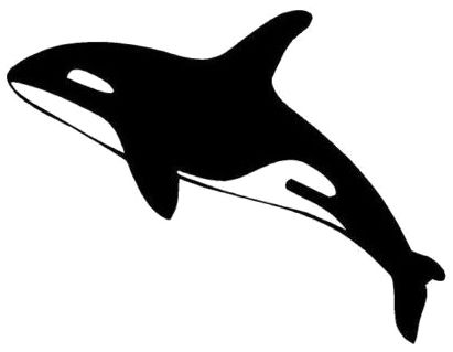 虎鲸 PNG透明背景免抠图元素 16图库网编号:71268