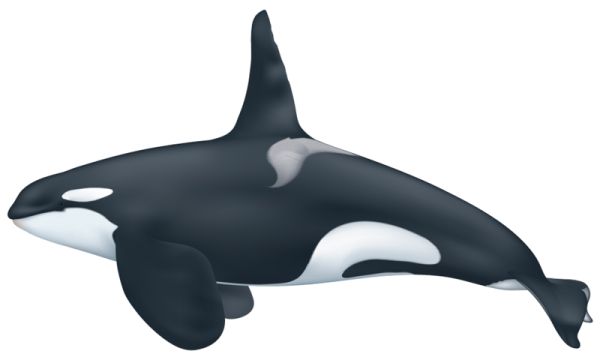 虎鲸 PNG透明背景免抠图元素 16图库网编号:71269