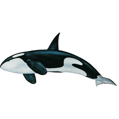 虎鲸 PNG免抠图透明素材 普贤居素材编号:71272