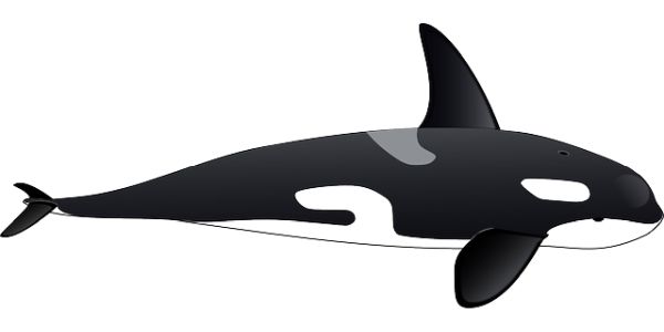虎鲸 PNG免抠图透明素材 16设计网编号:71273