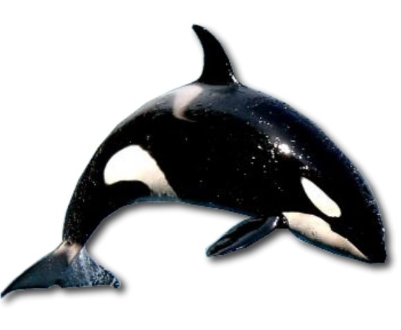 虎鲸 PNG透明背景免抠图元素 16图库网编号:71274