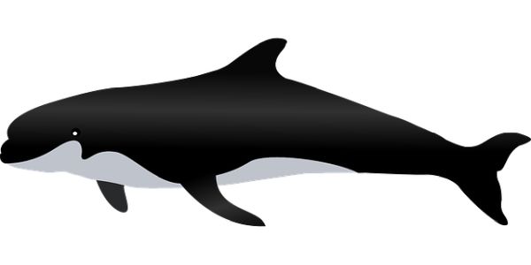 虎鲸 PNG透明背景免抠图元素 16图库网编号:71275