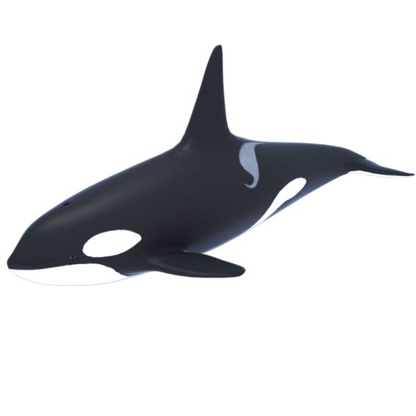虎鲸 PNG免抠图透明素材 16设计网编号:71276