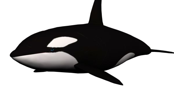 虎鲸 PNG免抠图透明素材 16设计网编号:71277