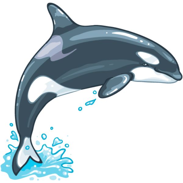虎鲸 PNG免抠图透明素材 16设计网编号:71278