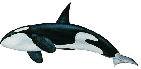 虎鲸 PNG透明背景免抠图元素 16图库网编号:71279