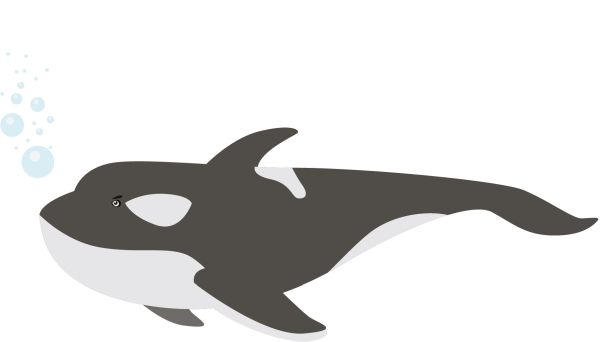 虎鲸 PNG透明元素免抠图素材 16素材网编号:71286