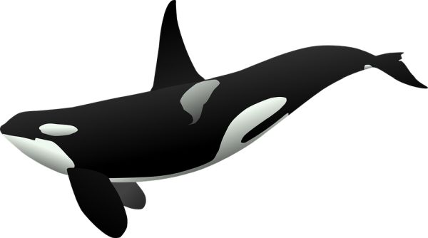 虎鲸 PNG免抠图透明素材 素材中国编号:71287