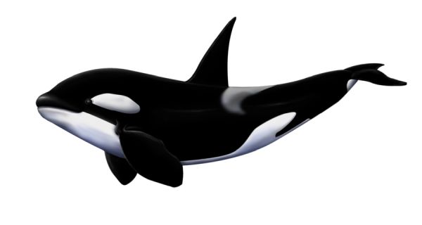 虎鲸 PNG免抠图透明素材 素材天下编号:71289