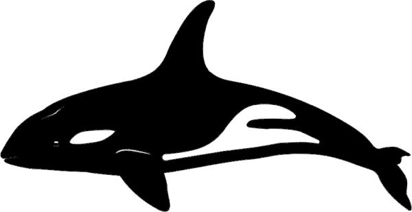 虎鲸 PNG免抠图透明素材 16设计网编号:71254