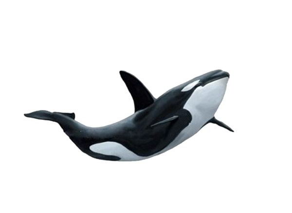 虎鲸 PNG免抠图透明素材 16设计网编号:71292