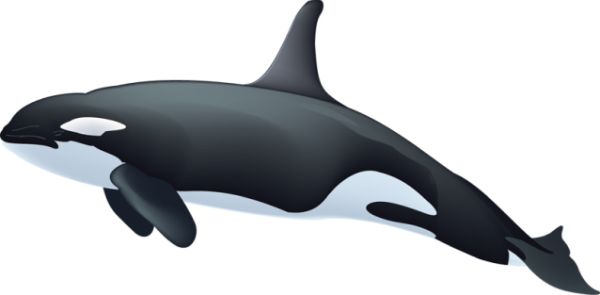 虎鲸 PNG免抠图透明素材 16设计网编号:71296