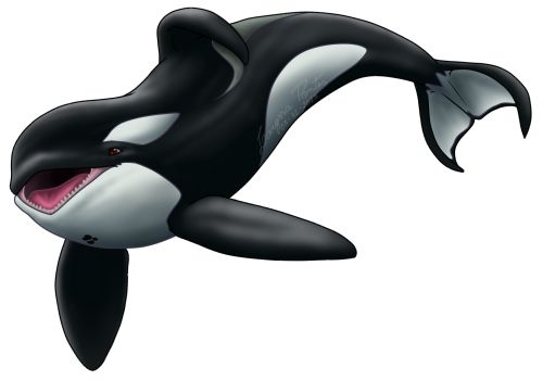 虎鲸 PNG透明背景免抠图元素 16图库网编号:71298