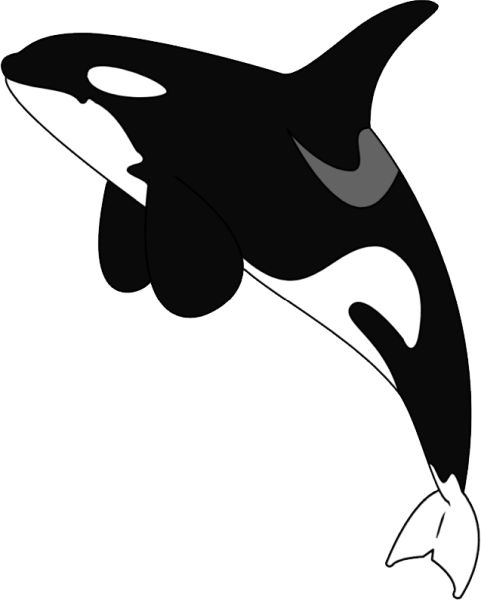 虎鲸 PNG免抠图透明素材 16设计网编号:71255