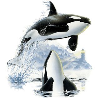 虎鲸 PNG透明背景免抠图元素 16图库网编号:71258
