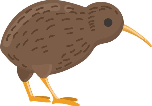 奇异鸟 PNG免抠图透明素材 16设计