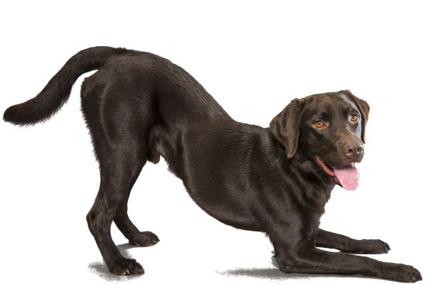 拉布拉多犬 PNG免抠图透明素材 16设计网编号:72661
