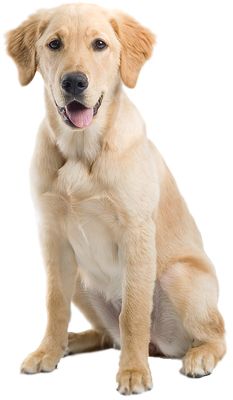 拉布拉多犬 PNG免抠图透明素材 16设计网编号:72662