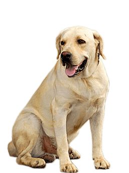 拉布拉多犬 PNG透明背景免抠图元素 16图库网编号:72664