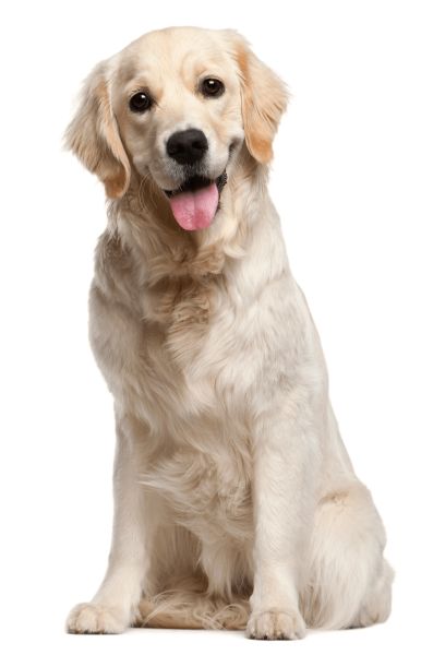 拉布拉多犬 PNG透明背景免抠图元素 16图库网编号:72670