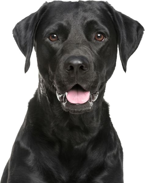 拉布拉多犬 PNG免抠图透明素材 16设计网编号:72653