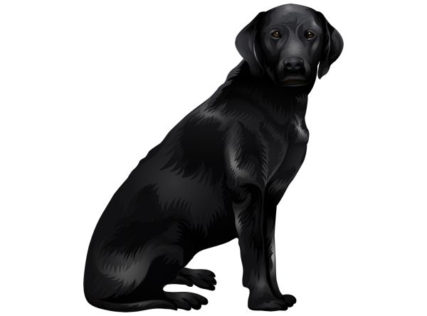 拉布拉多犬 PNG免抠图透明素材 16设计网编号:72671