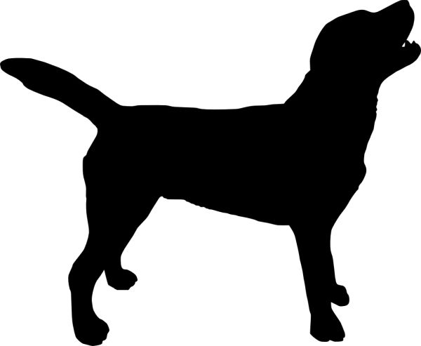 拉布拉多犬 PNG免抠图透明素材 16设计网编号:72672