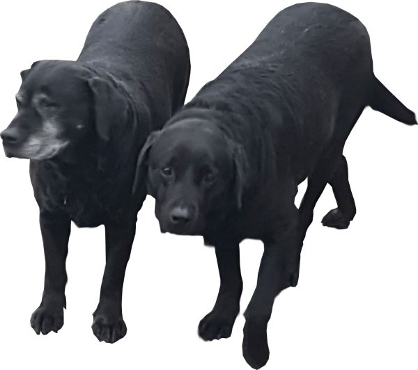 拉布拉多犬 PNG透明背景免抠图元素 16图库网编号:72674
