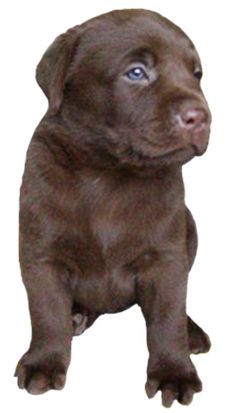 拉布拉多犬 PNG透明元素免抠图素材 16素材网编号:72676