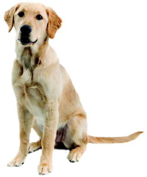 拉布拉多犬 PNG免抠图透明素材 16设计网编号:72677