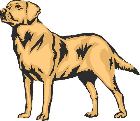 拉布拉多犬 PNG免抠图透明素材 16设计网编号:72679