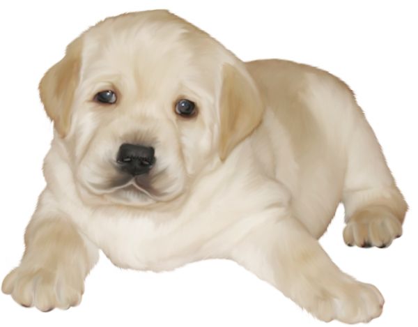 拉布拉多犬 PNG免抠图透明素材 16设计网编号:72654