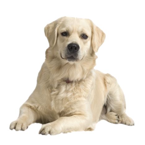 拉布拉多犬 PNG免抠图透明素材 16设计网编号:72681