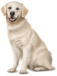 拉布拉多犬 PNG免抠图透明素材 16设计网编号:72686