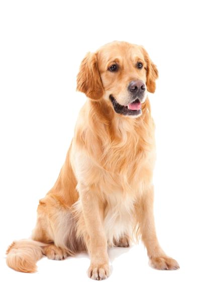 拉布拉多犬 PNG免抠图透明素材 16设计网编号:72687