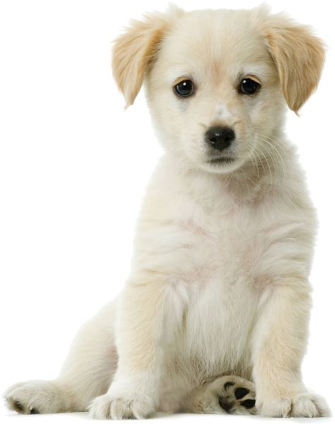 拉布拉多犬 PNG免抠图透明素材 16设计网编号:72688
