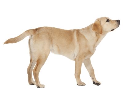 拉布拉多犬 PNG免抠图透明素材 16设计网编号:72655