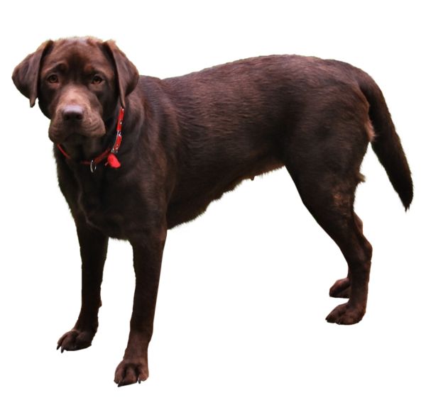 拉布拉多犬 PNG免抠图透明素材 16设计网编号:72694