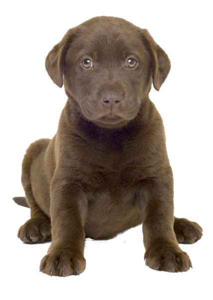 拉布拉多犬 PNG免抠图透明素材 16设计网编号:72696