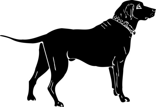 拉布拉多犬 PNG透明元素免抠图素材 16素材网编号:72699