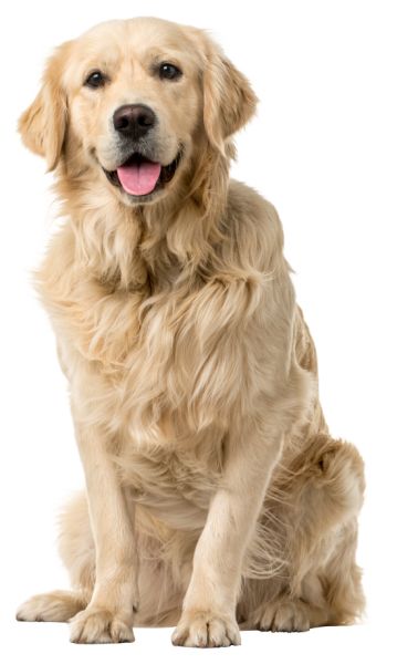 拉布拉多犬 PNG免抠图透明素材 16设计网编号:72702