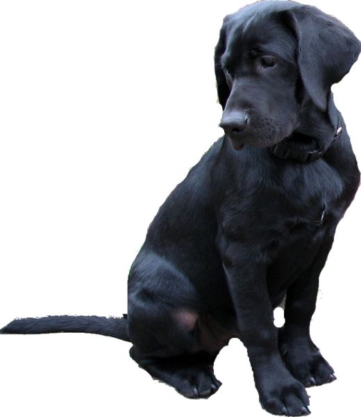 拉布拉多犬 PNG透明背景免抠图元素 16图库网编号:72705