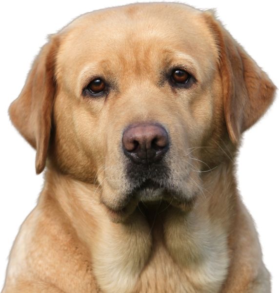拉布拉多犬 PNG免抠图透明素材 16设计网编号:72710