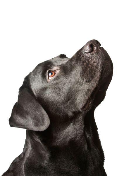 拉布拉多犬 PNG透明背景免抠图元素 16图库网编号:72714