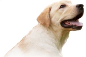 拉布拉多犬 PNG免抠图透明素材 16设计网编号:72718