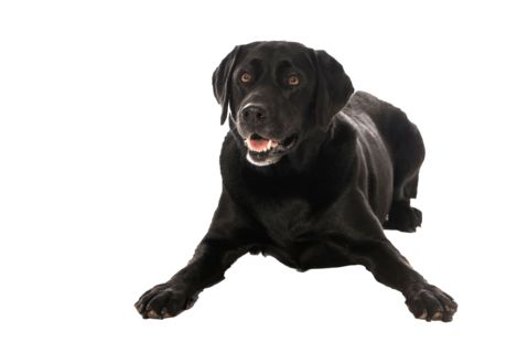拉布拉多犬 PNG透明背景免抠图元素 16图库网编号:72658