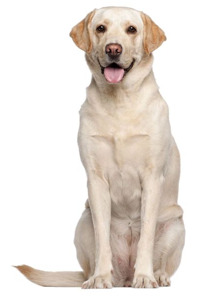 拉布拉多犬 PNG透明背景免抠图元素 16图库网编号:72729