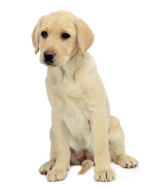 拉布拉多犬 PNG免抠图透明素材 16设计网编号:72659